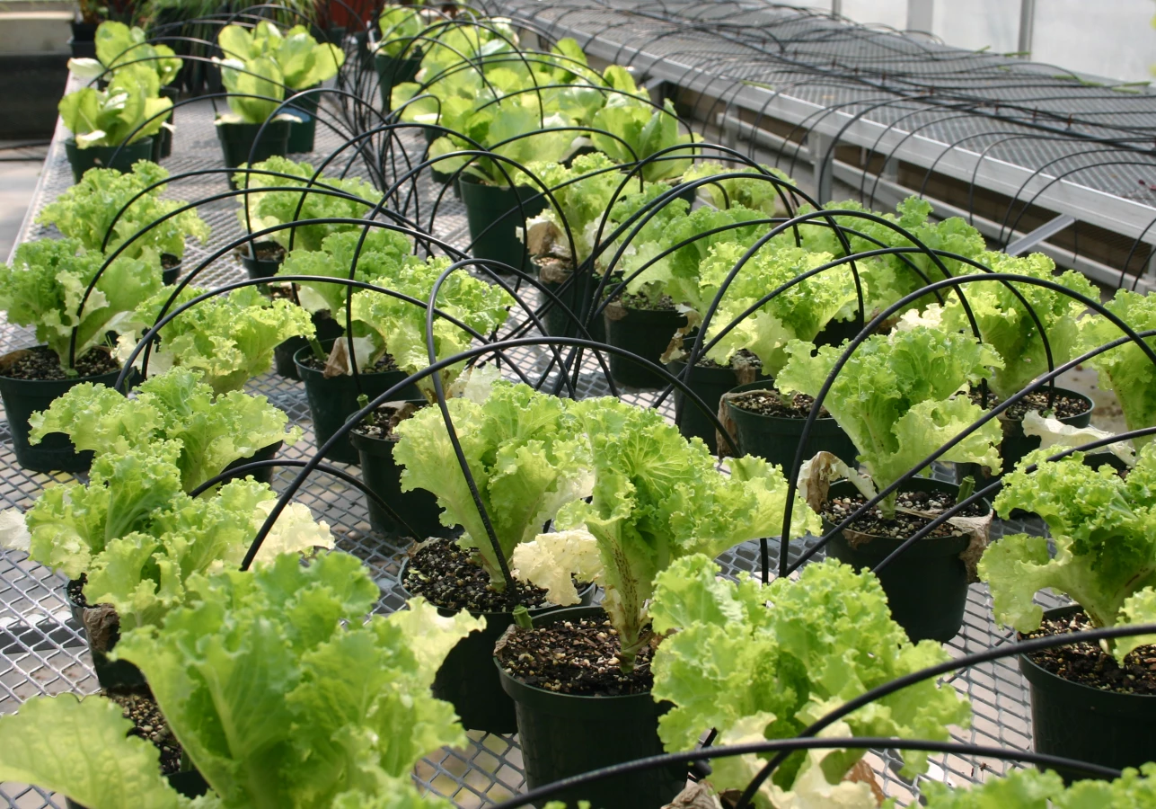 Systemy nawadniania tuneli foliowych – jak wyposażyć konstrukcję, by zwiększyć plony?