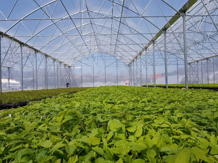 Uprawa truskawek w rynnach – na czym polega i dlaczego warto?